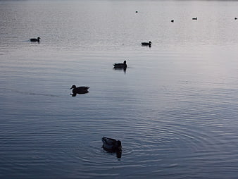 Silhouetted ducks swimming in calm blue lake water