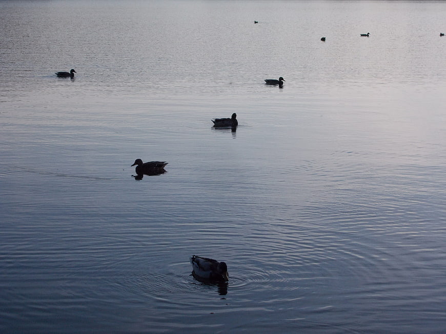 Silhouetted ducks swimming in calm blue lake water