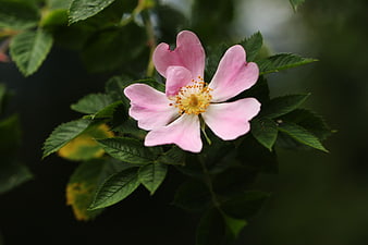 Close-up of a delicate pink wild rose with yellow stamens