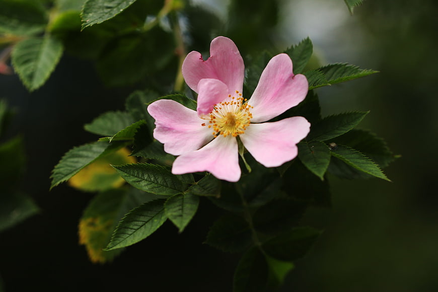 Close-up of a delicate pink wild rose with yellow stamens