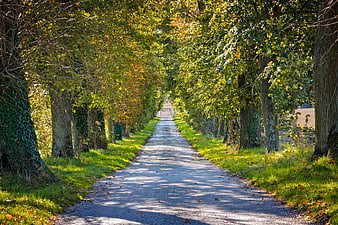 Sunlit tree-lined avenue path in autumn landscape