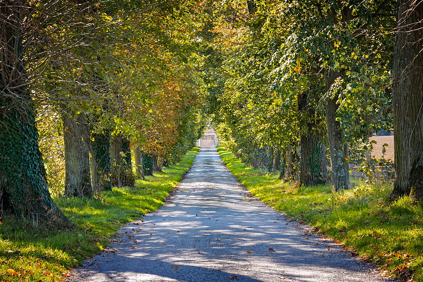 Sunlit tree-lined avenue path in autumn landscape