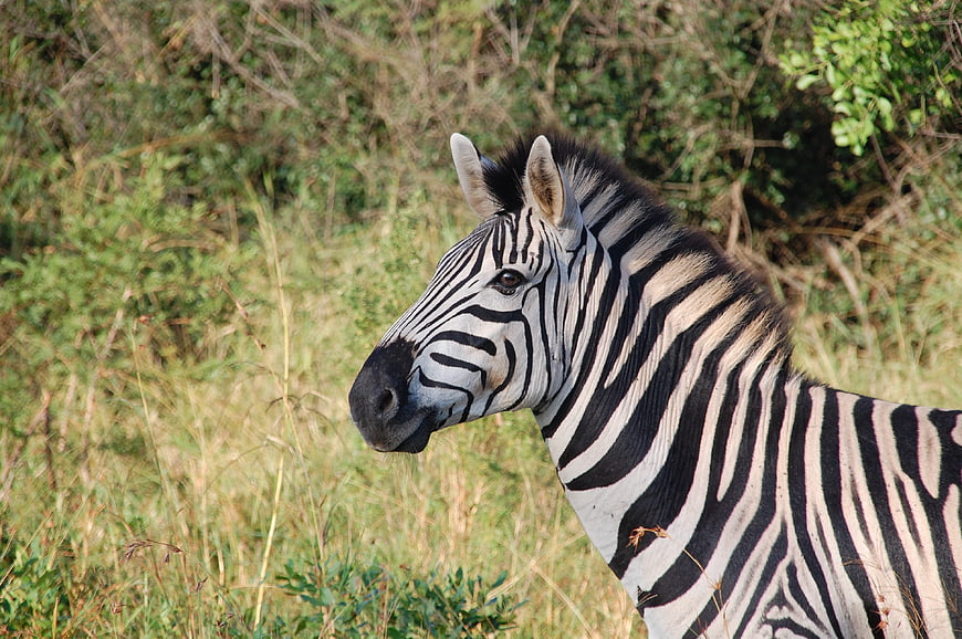 Close-up portrait of a zebra in natural grassland habitat