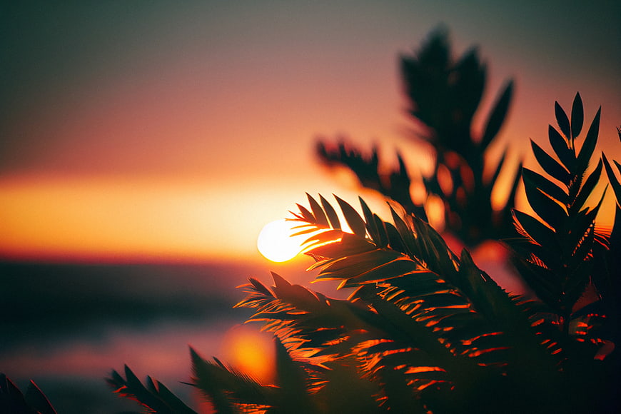 Silhouetted Palm Leaves Against Vibrant Orange Sunset Sky