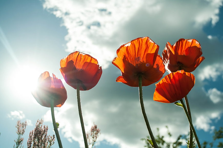 Red Poppies Backlit by Sun Against Blue Sky