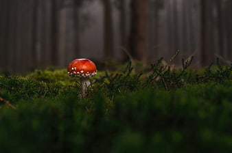 Red Fly Agaric Mushroom in Mossy Forest