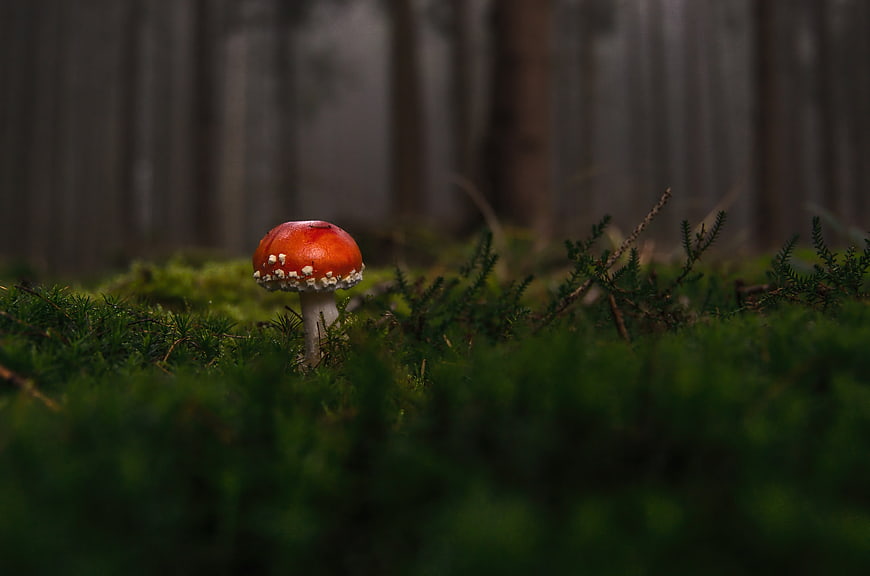 Red Fly Agaric Mushroom in Mossy Forest