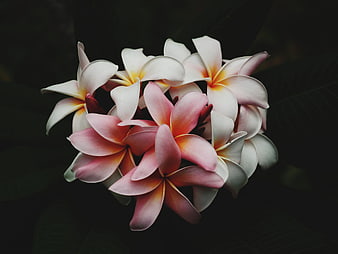Pink and White Plumeria Flowers on Dark Background