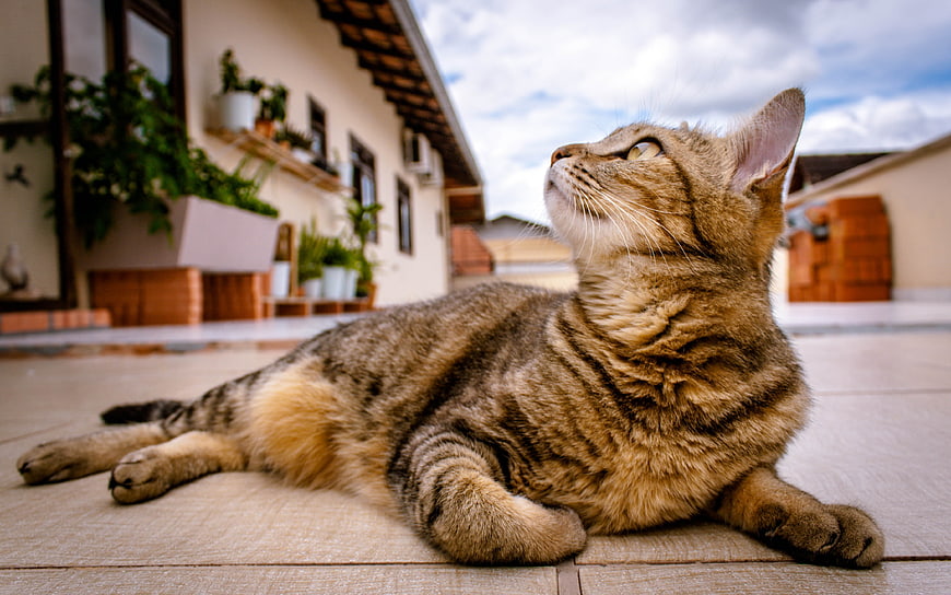 Tabby Cat Lying on Patio Looking Up Outdoors