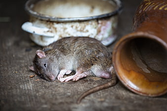 Brown Rat Resting On Weathered Wooden Surface Near Ceramic Pot