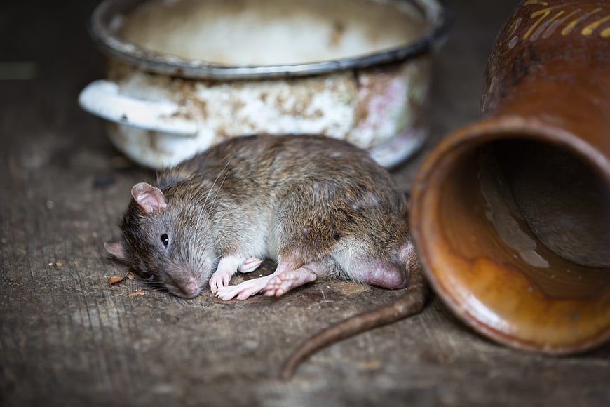 Brown Rat Resting On Weathered Wooden Surface Near Ceramic Pot
