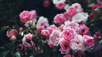 Close-up of blooming pink and white garden roses