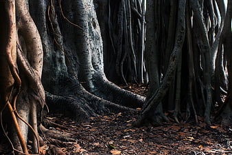 Dramatic Banyan Tree Roots in Dark Forest