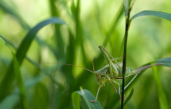 Green Katydid Insect on Grass Blade