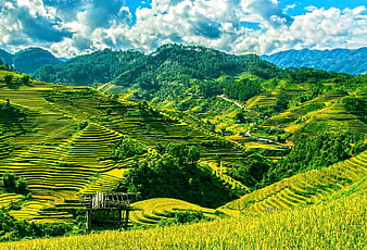 Vibrant Rice Terraces in Mu Cang Chai, Yen Bai, Vietnam