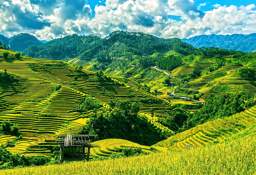 Vibrant Rice Terraces in Mu Cang Chai, Yen Bai, Vietnam