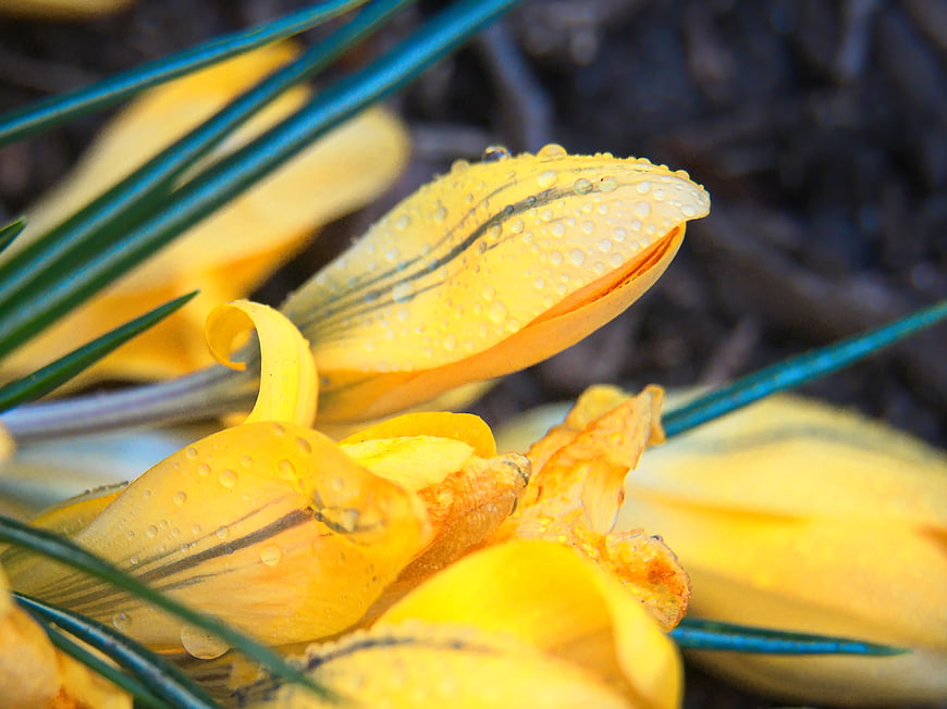 Close-up of yellow crocus flower with water droplets