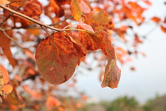 Close-up of vibrant red autumn leaves on a branch