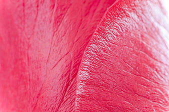Macro texture of red rose petal surface