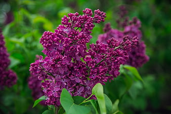 Vibrant purple lilac flowers in full bloom with green leaves