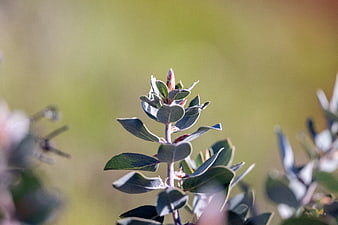 Close-up of green plant leaves with soft bokeh background