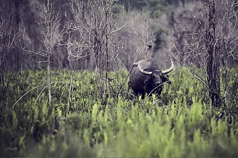 African Buffalo Standing in Tall Green Grass