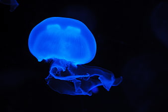 Glowing Blue Jellyfish Floating in Dark Water