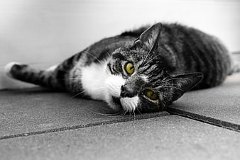 Tabby Cat with Yellow Eyes Lying Down
