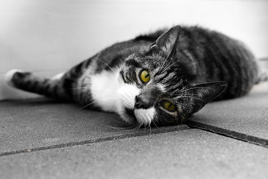 Tabby Cat with Yellow Eyes Lying Down