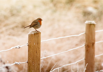European Robin Perched on Frosty Wooden Fence Post in Winter
