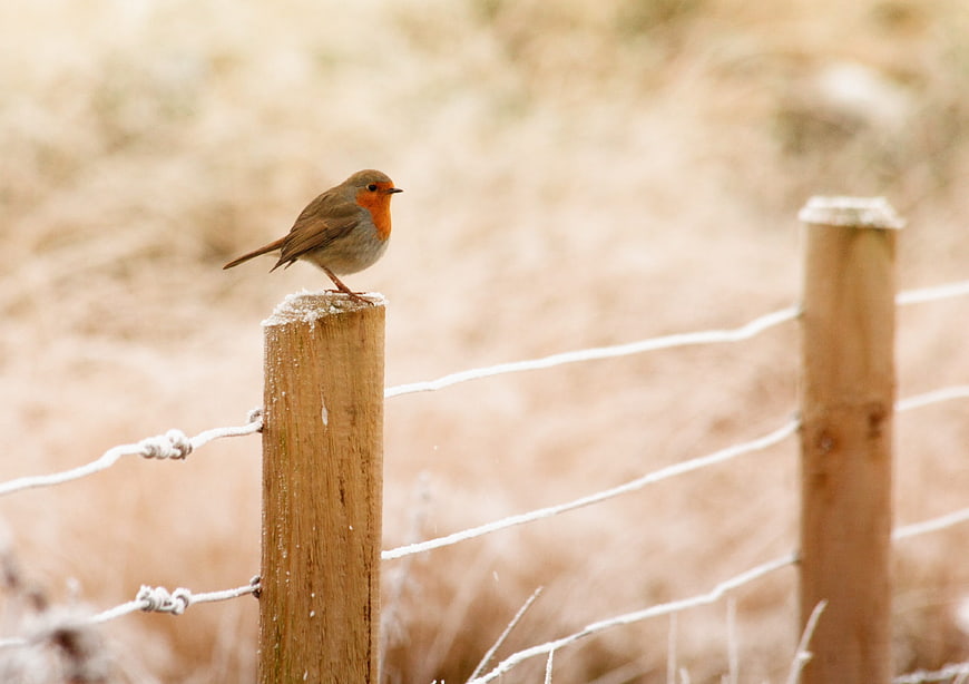 European Robin Perched on Frosty Wooden Fence Post in Winter