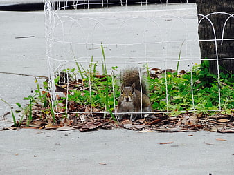 Cute squirrel behind white wire fence in urban garden