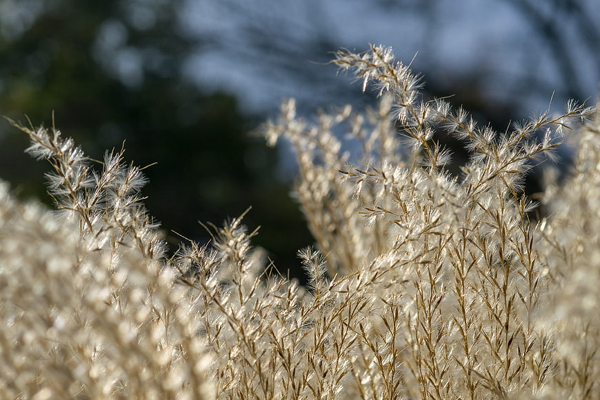 Close-up of feathery ornamental grass in sunlight