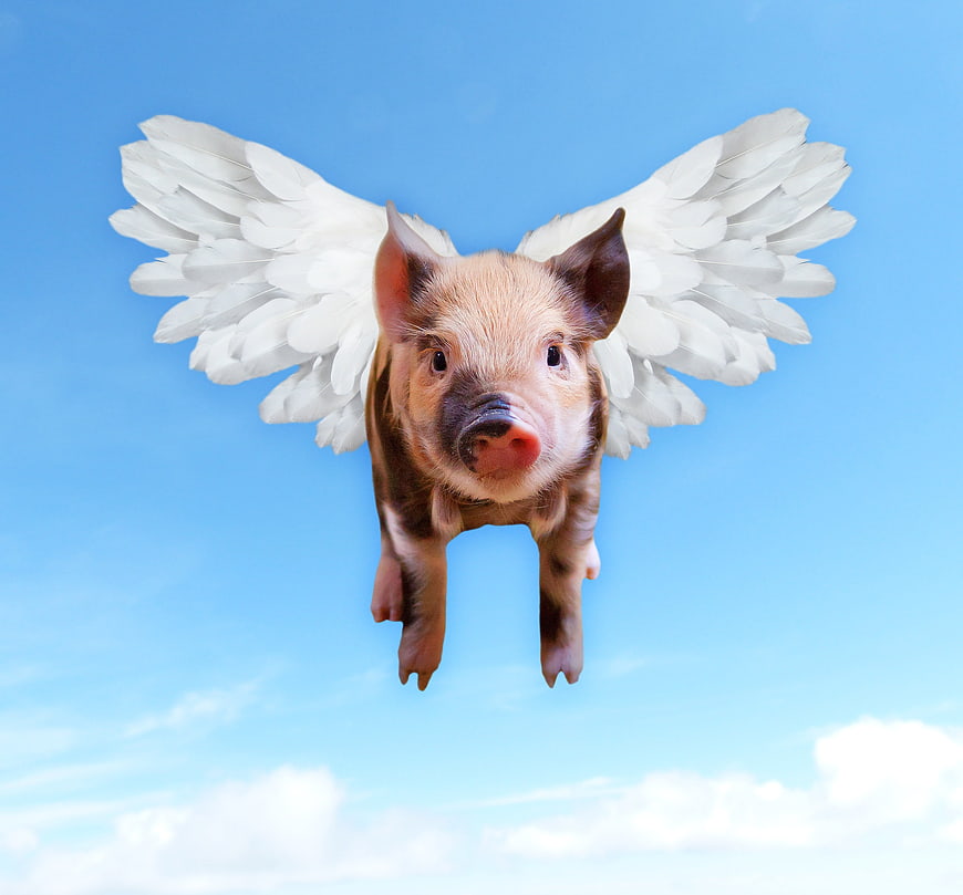 Cute piggy with white wings flying in blue sky