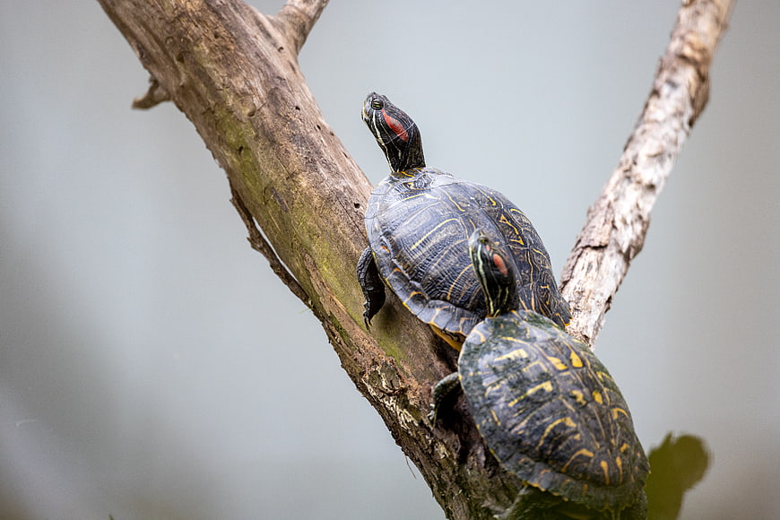 Two Painted Turtles Sunbathing on a Tree Branch