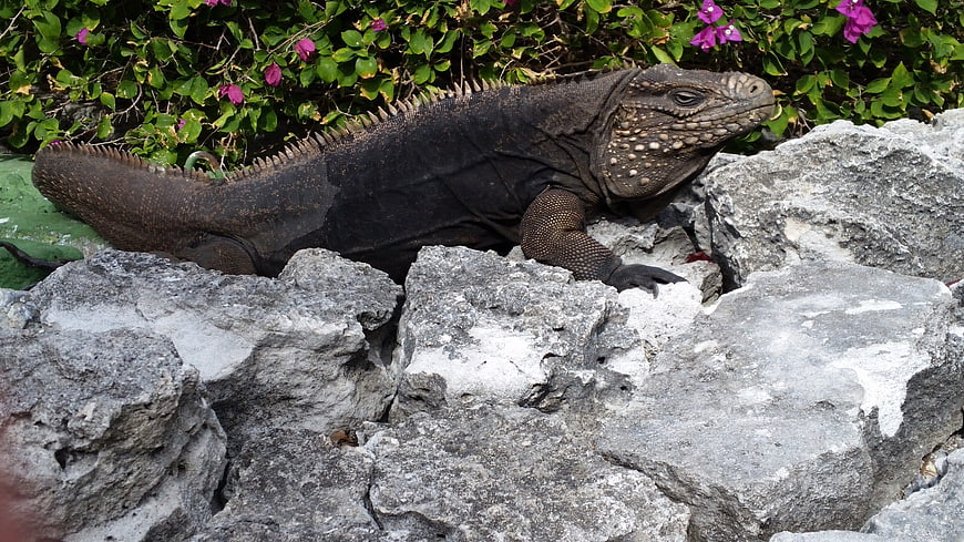 Large Black Iguana Resting on Rocks with Bougainvillea