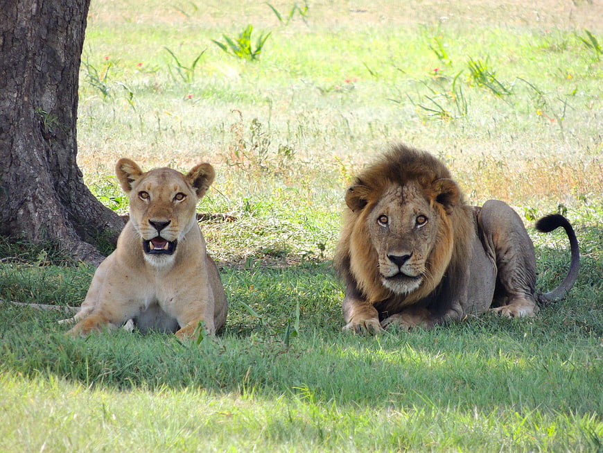Male and Female Lion Resting in Grass