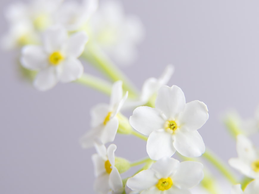 Close-up of delicate white flowers with yellow centers