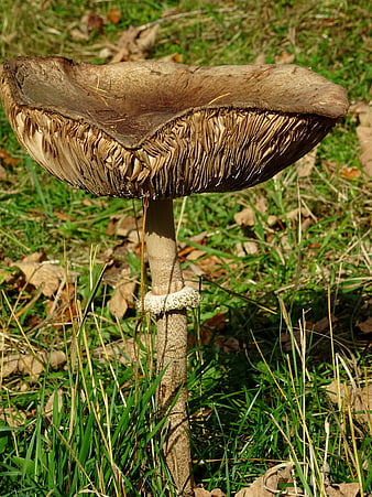 Close-up of large parasol mushroom in autumn grass