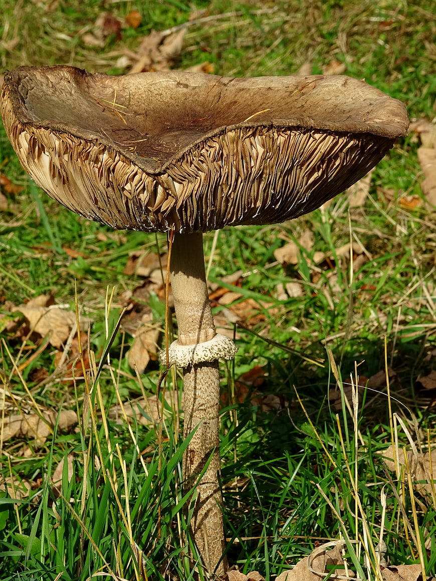 Close-up of large parasol mushroom in autumn grass