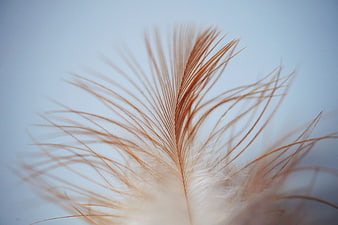 Close-up of delicate brown feather on soft blue background