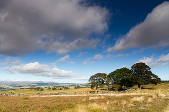 Rolling countryside landscape with stone walls and trees