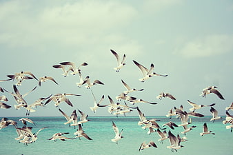 Flock of Seagulls Flying Over Turquoise Ocean