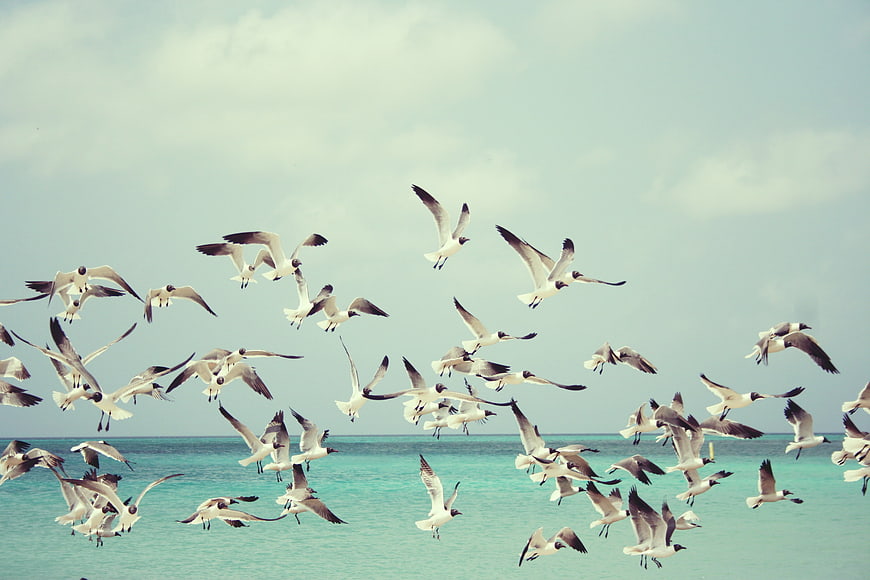 Flock of Seagulls Flying Over Turquoise Ocean