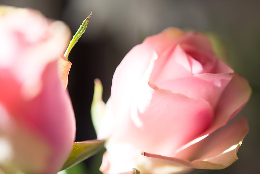 Close-up of delicate pink rose buds in soft sunlight