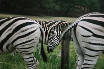 Three Zebras Grazing in a Grassy Field