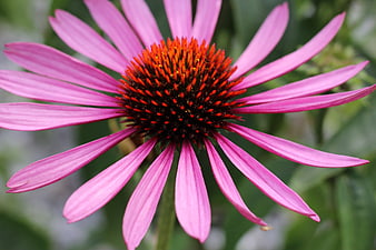 Close-up of vibrant pink coneflower with orange center