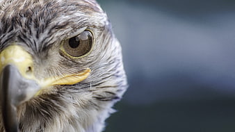 Close-up portrait of a falcon head with sharp eye and beak