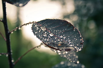 Close-up of dark leaf with water droplets
