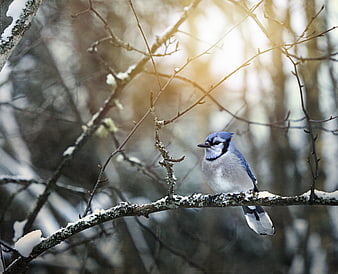 Blue Jay Perched on Snowy Branch in Winter Forest